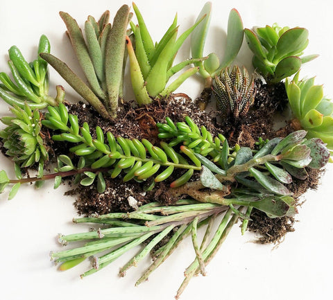 Most common succulent growth forms
