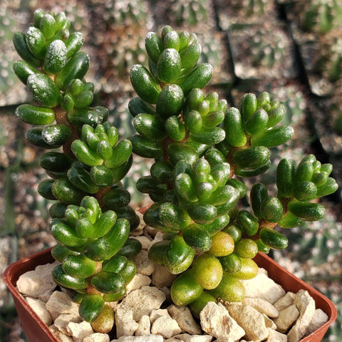 Easy to grow Sedum plant species