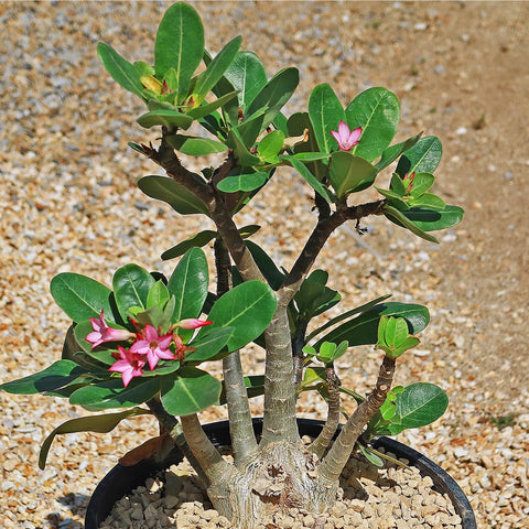 Desert Rose Plant Adenium Obesum Plant 3-4 inch Seedling