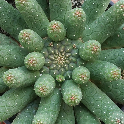 Euphorbia succulent plants