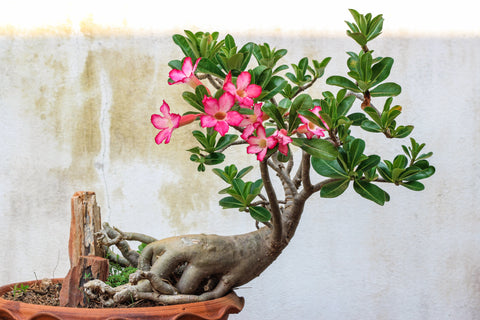 Adenium Obesum - Set of 2 - Flowering Desert Roses