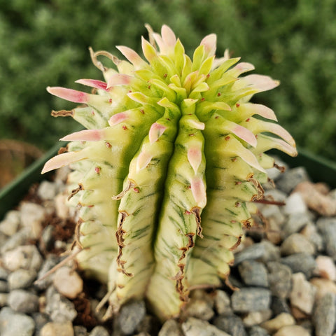 Easy-care Variegated succulent plants