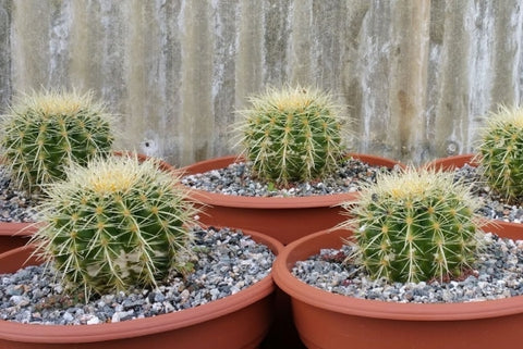 round cactus plants