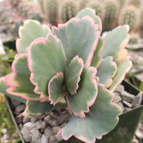 Variegated succulents easy care guide for beginners