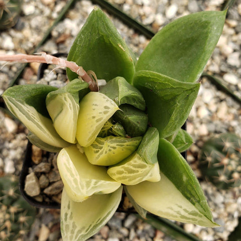 Beautiful green colored Variegated succulent plant