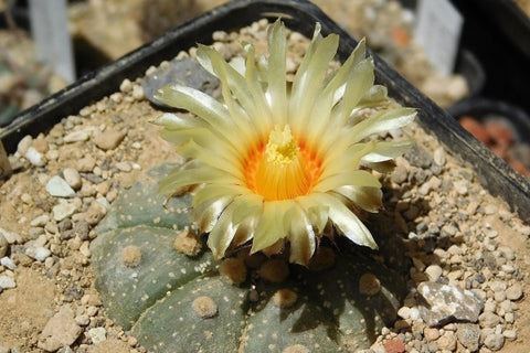 type cactus