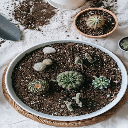 watering cactus