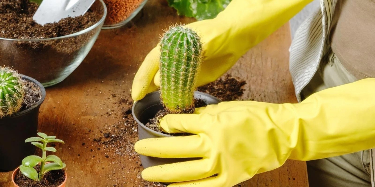 cactus soil