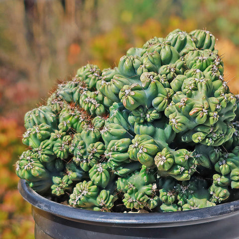 Terreau Cactus (10 L)  Ets Horticoles Flamand