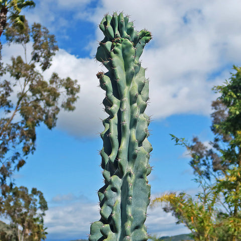 Large Cactus & Succulents for Sale Online | Planet Desert – Page 3 | Wasserspiele