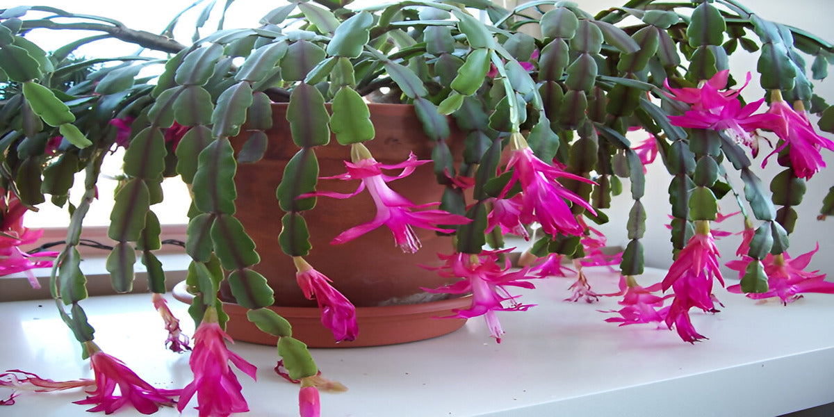 Christmas Cactus