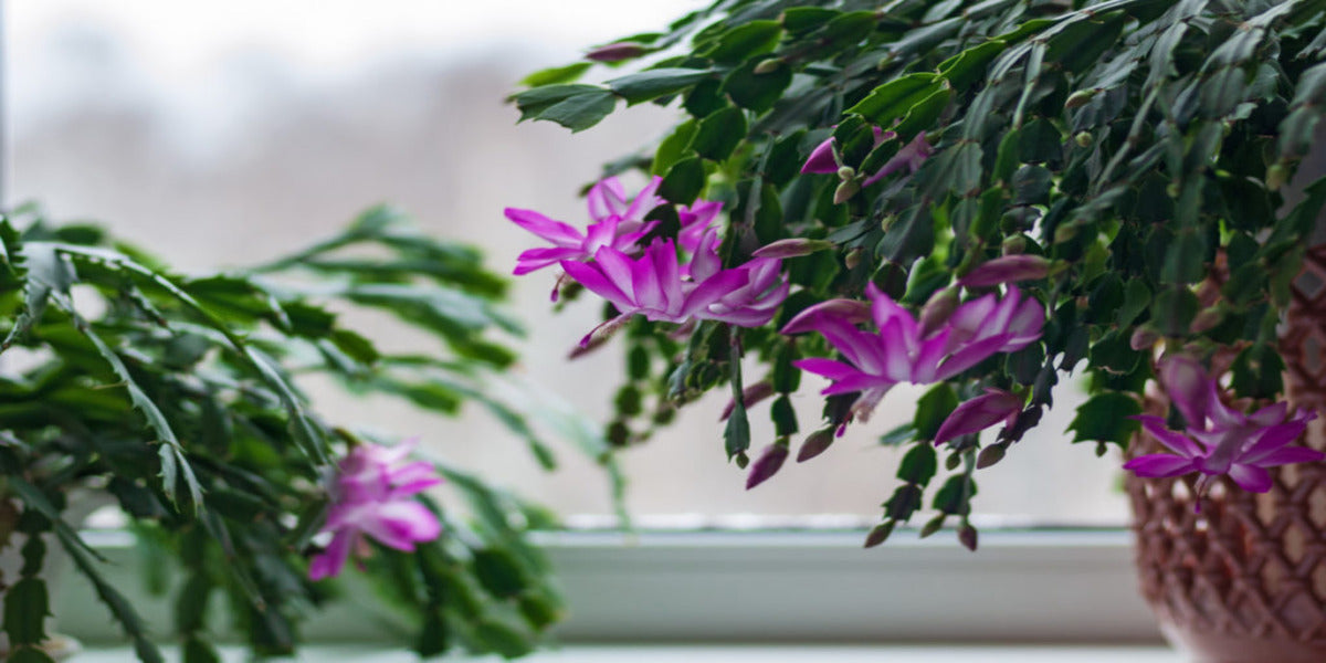 Holiday Cactus - Christmas Cactus Vs. Thanksgiving Cactus Vs. Easter Cactus