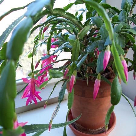 Holiday Cactus - Christmas Cactus Vs. Thanksgiving Vs. Easter Cactus ...