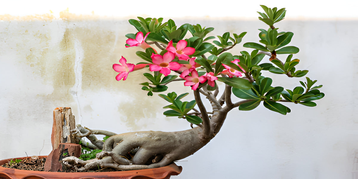 Desert rose red starter plant **(ALL starter plants require you to purchase  ANY 2 plants!)**
