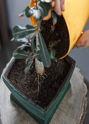 Desert Rose ‘Yellow Charm’ (Adenium hybrid)