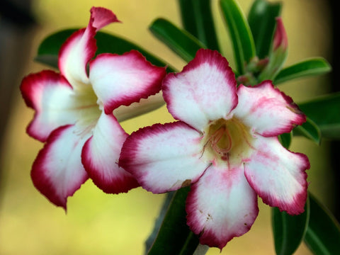 Desert Rose Flowers