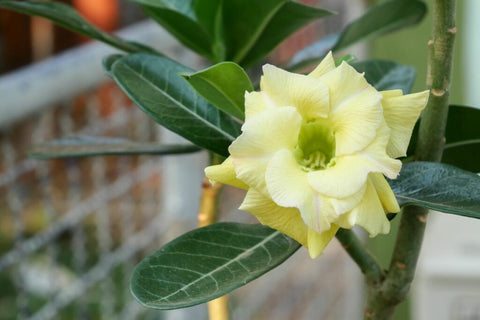 Desert Rose Flowers