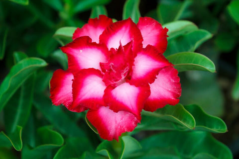 Desert Rose Flowers