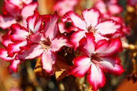 Desert Rose Flowers