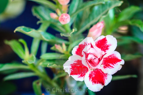 Desert Rose Flowers