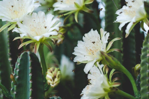 Fairy Castle Cactus