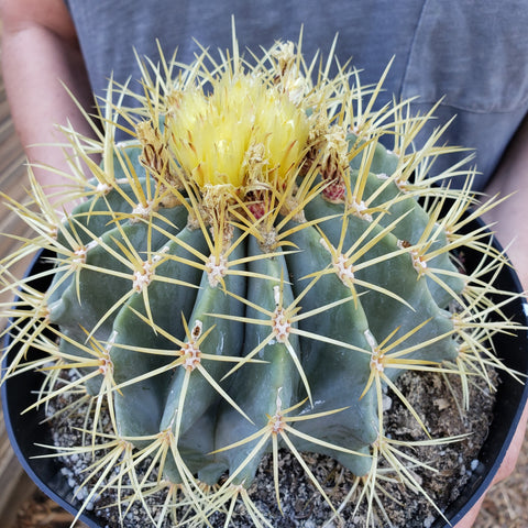 Large Cactus & Succulents for Sale Online | Planet Desert – Page 3