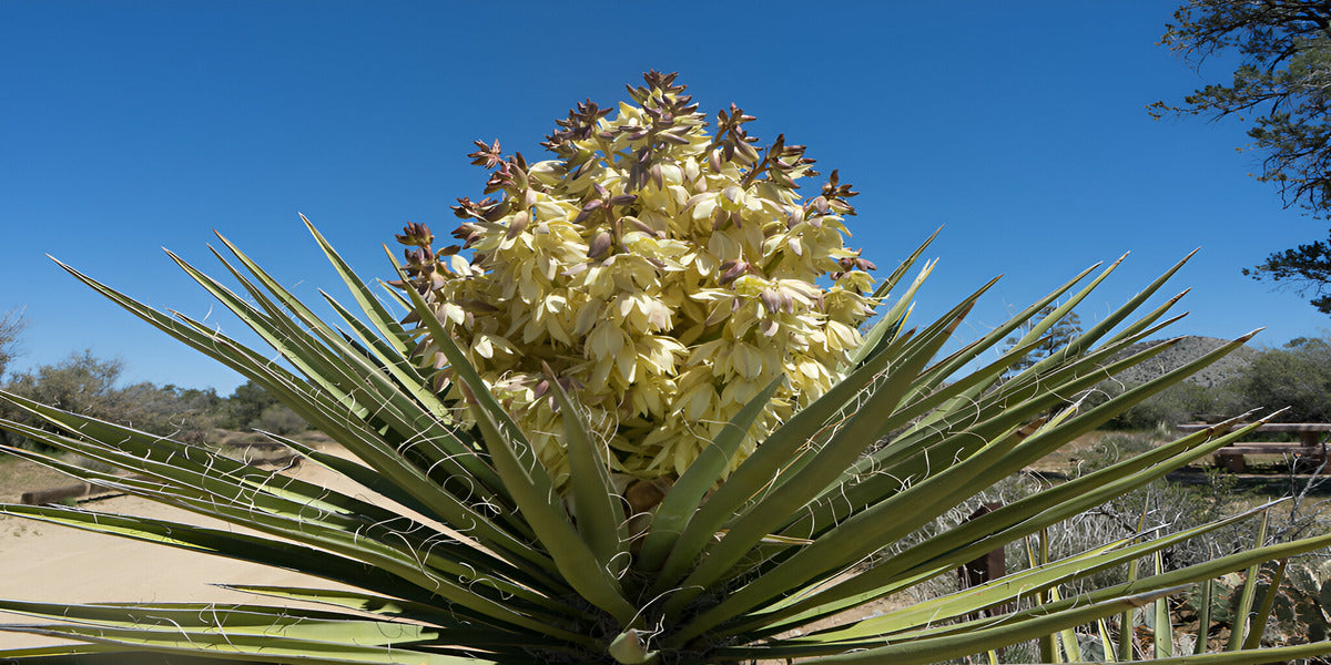 Flowering Yucca Plants