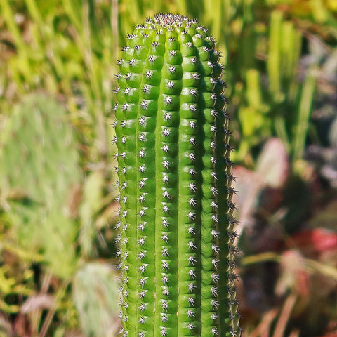 80 Stück kaktus pflanze deko cactus kakteen samen fleischfressende pflanzen  Sukkulenten succulent plants zimmerpflanzen kräutergarten bonsai danke  geschenk geschenke deko pflanzen : : Garten