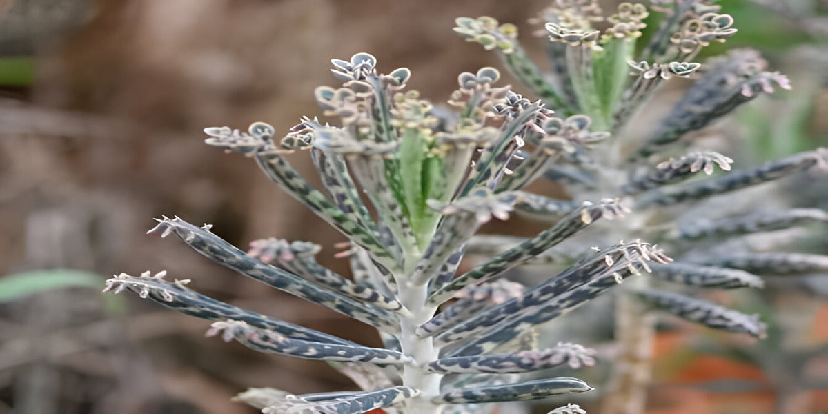 Mother of Millions