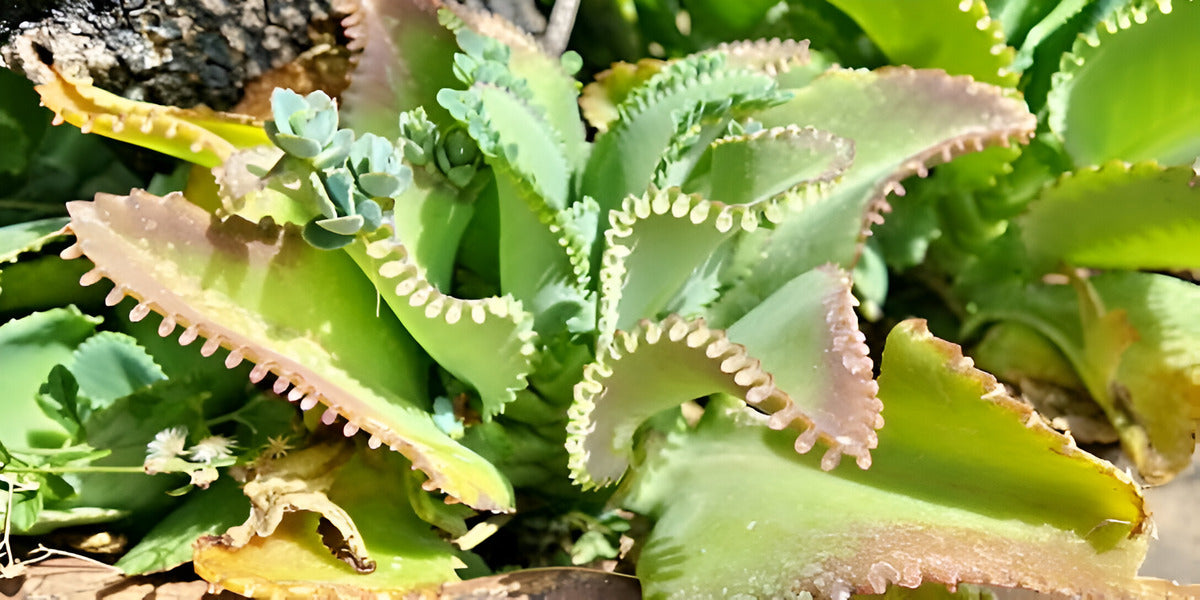 Mother of Thousands Plants - Everything You Need to Know