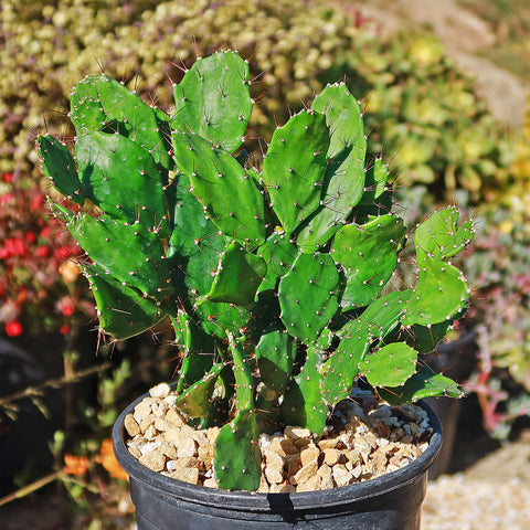 Terreau Cactus (10 L)  Ets Horticoles Flamand