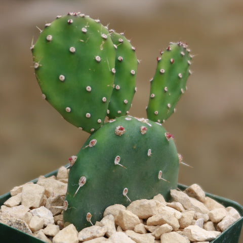 Planet Desert - Cactus And Succulent Plants For Sale