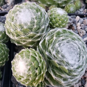 Growing Sempervivum Cobweb Succulents