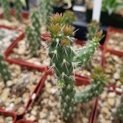 Growing Cylindropuntia Cholla