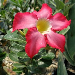 Adenium Obesum or Desert Rose