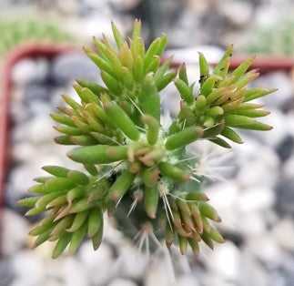 Growing Cylindropuntia Cholla