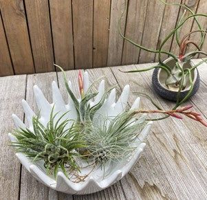 Air plants pots and planters