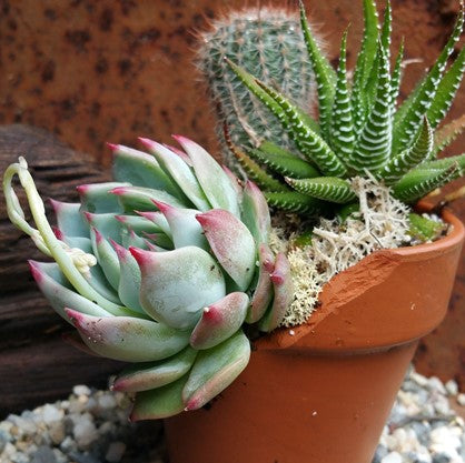 How to Prune succulents?