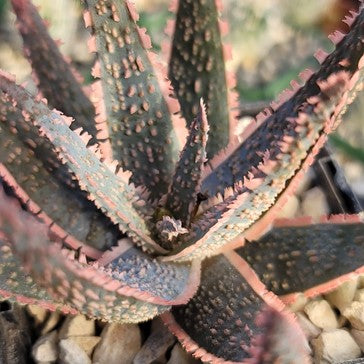 How to Care for Aloe Vera Plants?