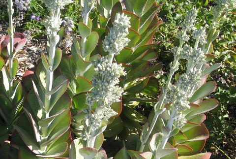 Growing & Care Guide: Kalanchoe ‘Flapjacks’