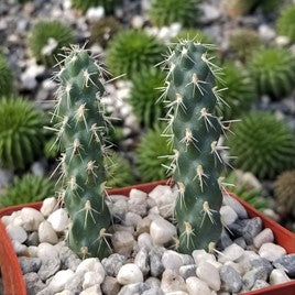 Growing Cylindropuntia Cholla