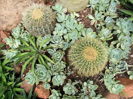 Make your own succulent garden