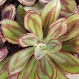 Top 10 Echeveria Succulents to own