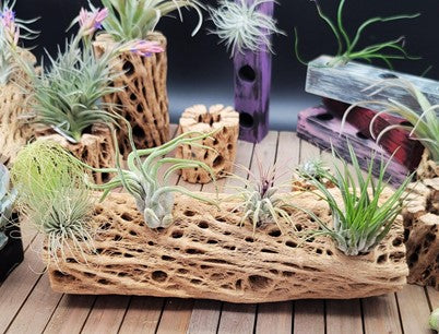 Air Plants Pots and Planters