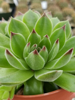 Succulent