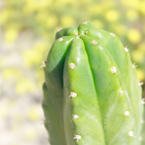 [100 % neu] Large Cactus & 3 Succulents Page Planet for – Online Sale Desert 