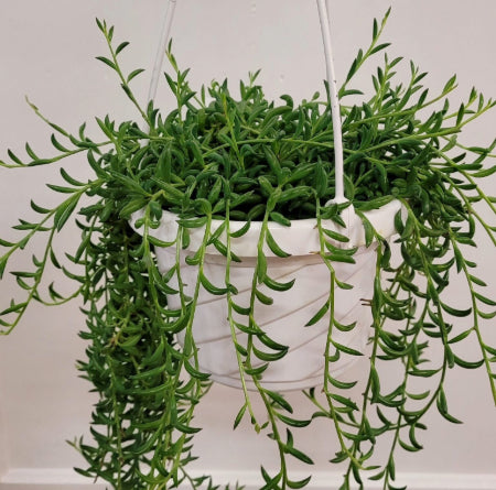 Top 22 Hanging & Trailing Succulents - Everything You Need to Know!
