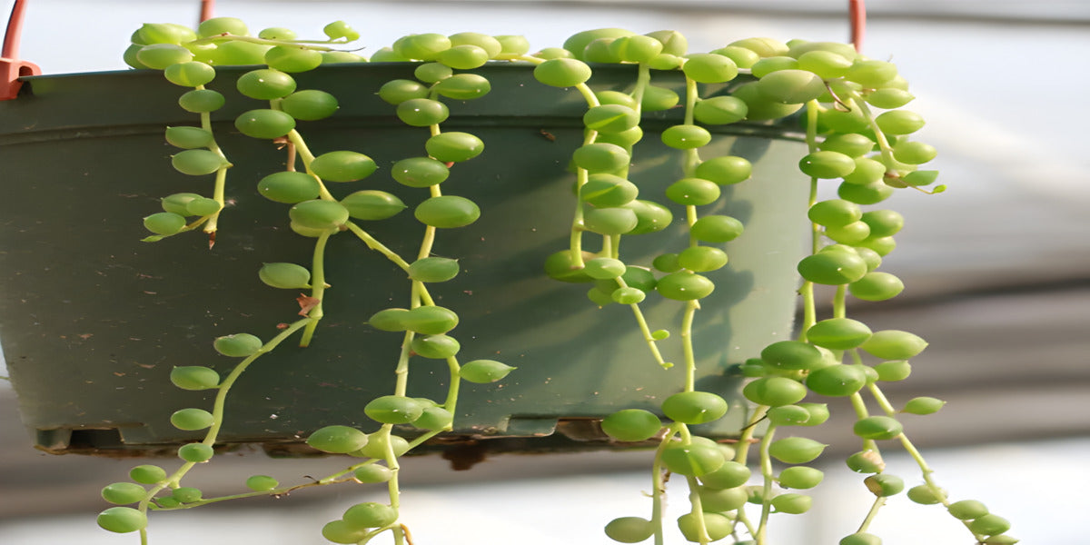 How to Care for String of Pearls