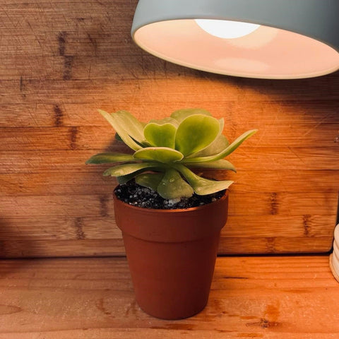 A succulent with green leaves in a terracotta pot under grow light