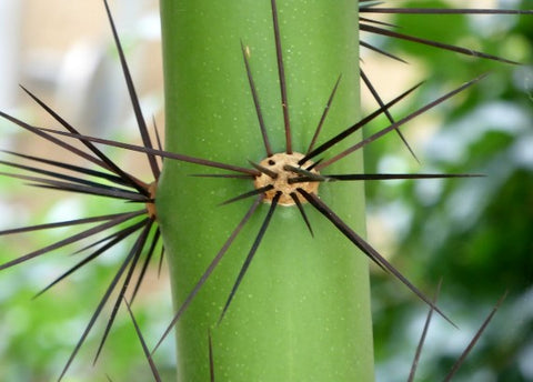 Succulents vs. Cacti